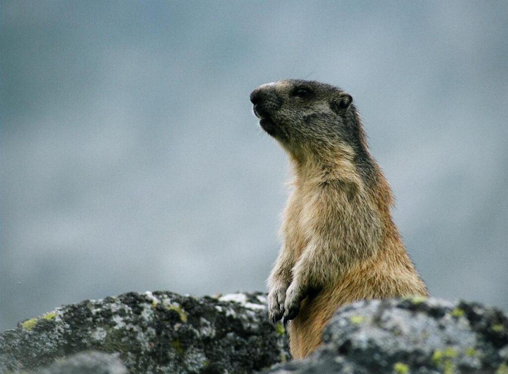 marmot, Tatra Mountains, Slovakia