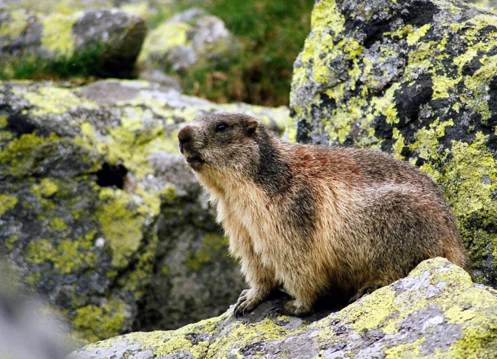 marmot, Tatra Mountains, Slovakia