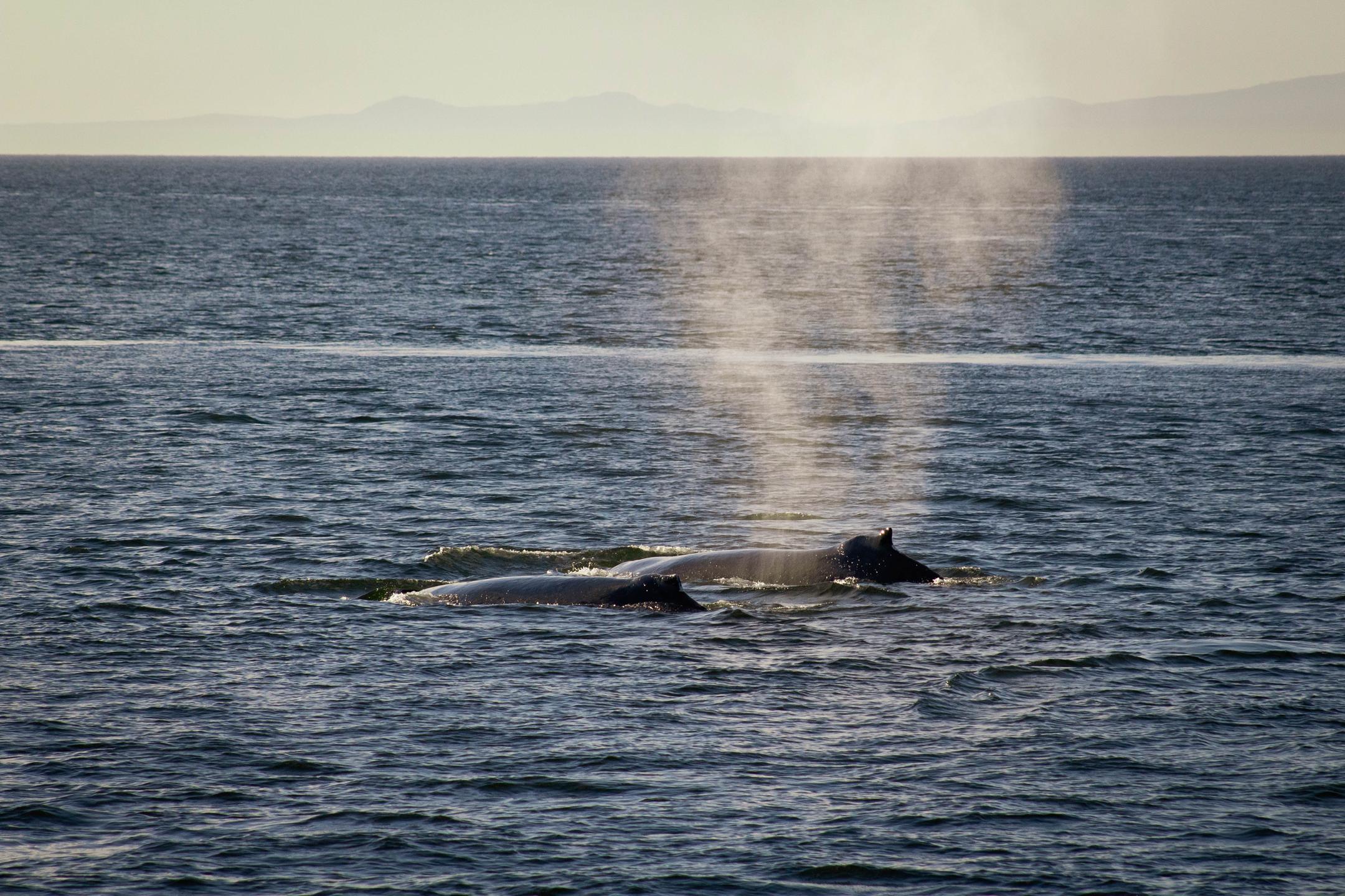 San Juan Islands, whale watching