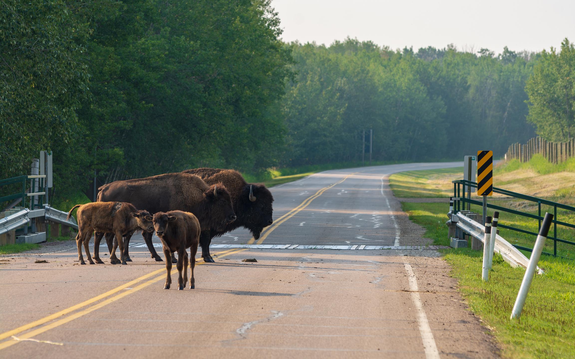 Bison on the road, Elk Islan National Pak, Alberta, Canada