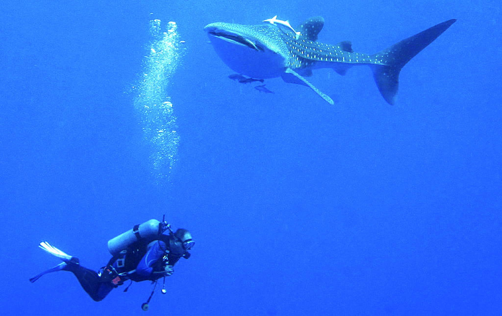 Daedalus Coral Reef, Egypt, Red Sea, whale shark and diver