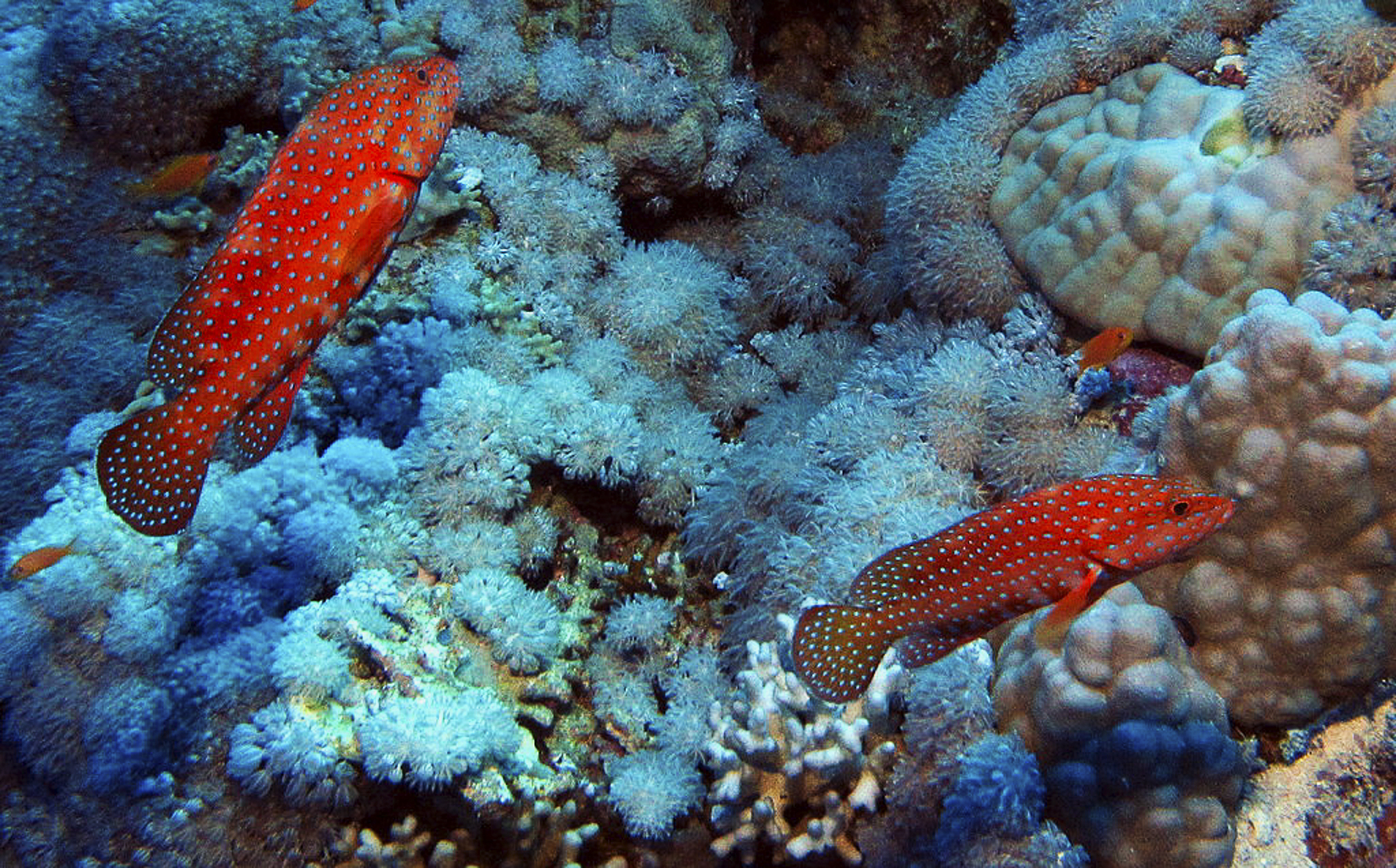 Two Coral Hinds cruising the reef at Daedalus Reef, Red Sea, Egypt