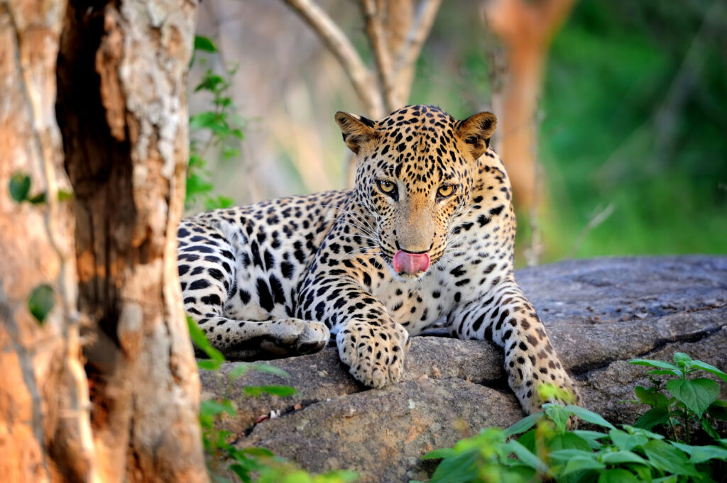 Yala National Park, Sri Lanka, leopard