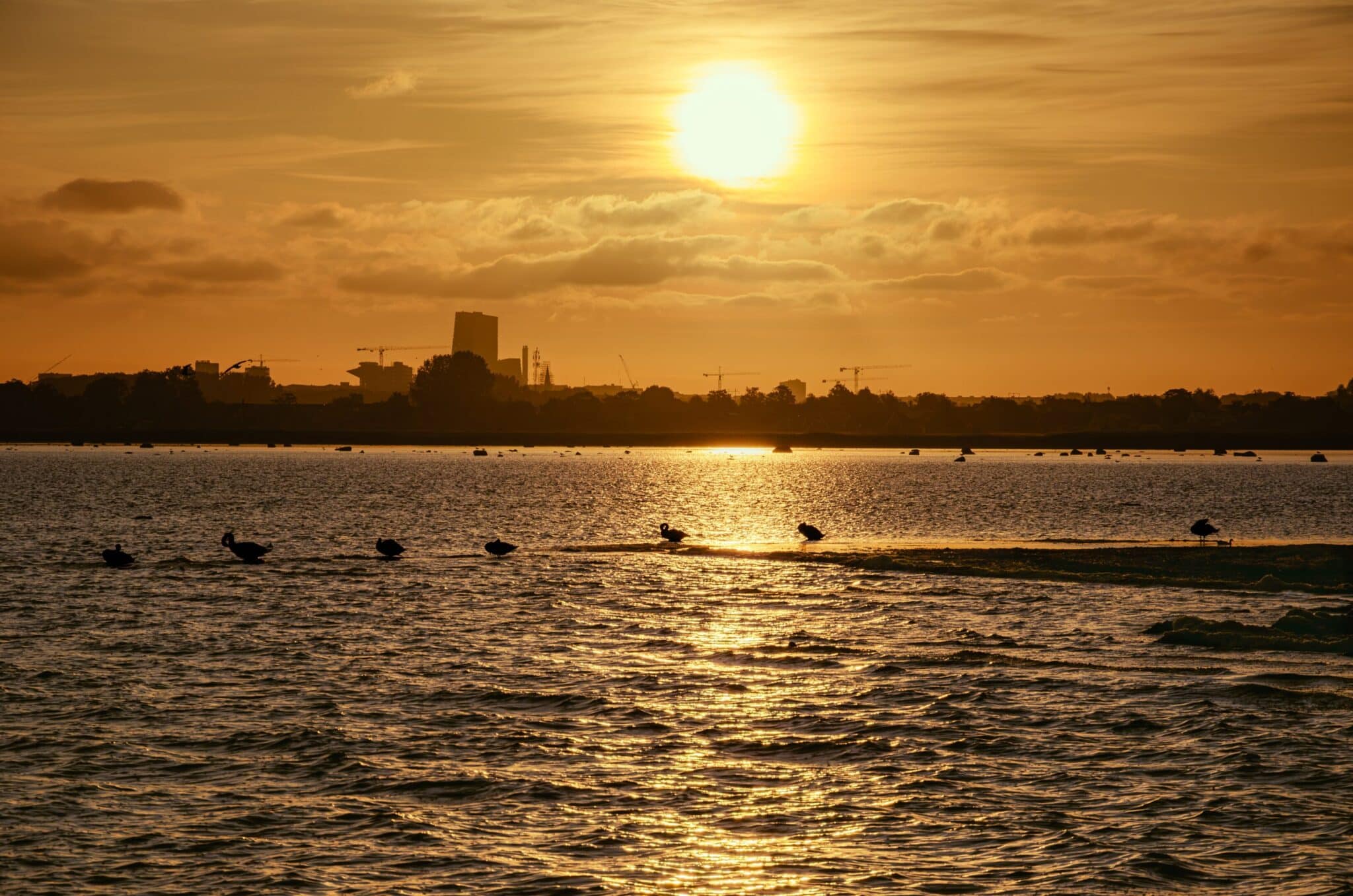 Swans basking in the morning sun with the city of Malmö in the background