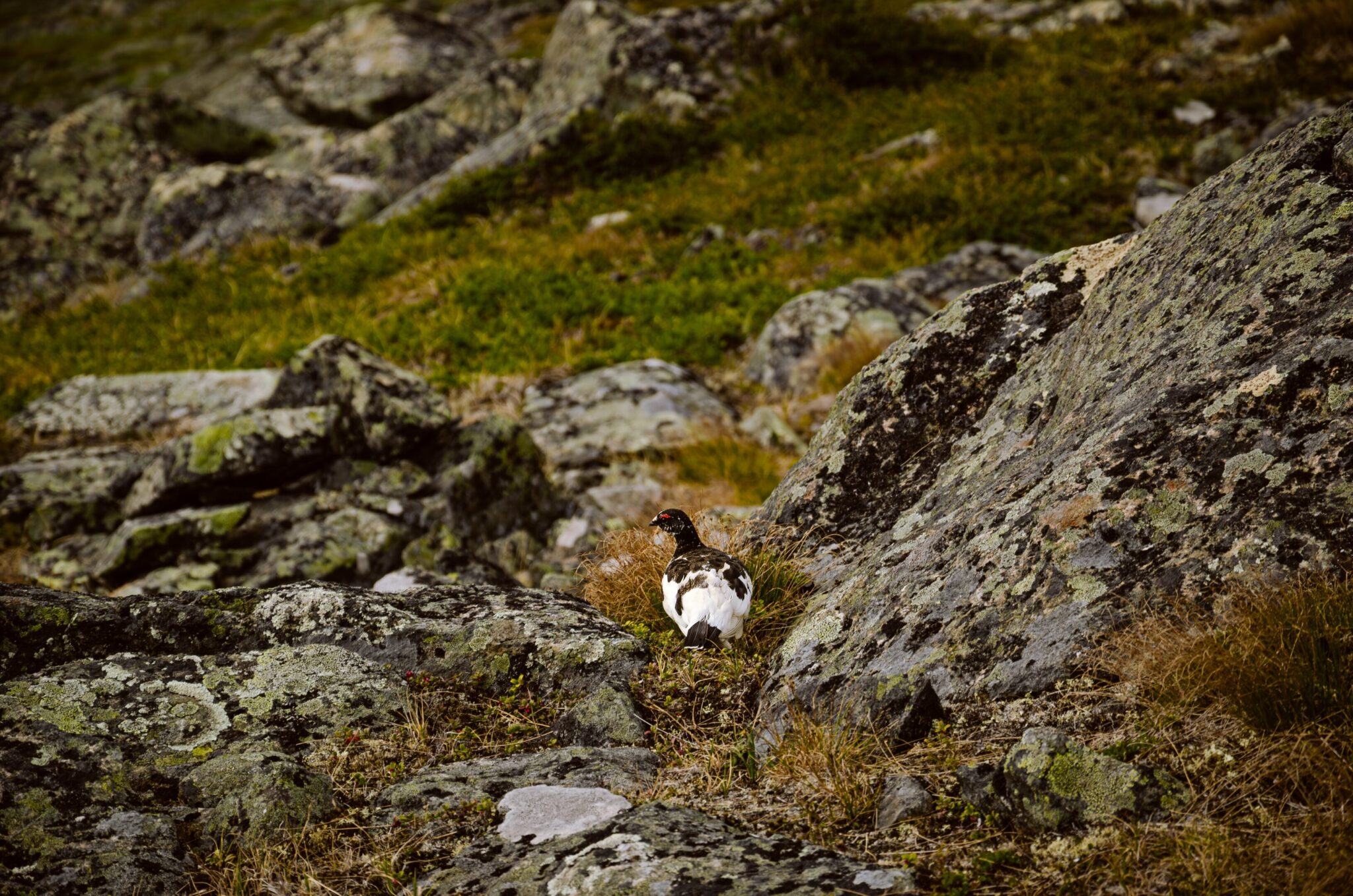 A bird among the rocks