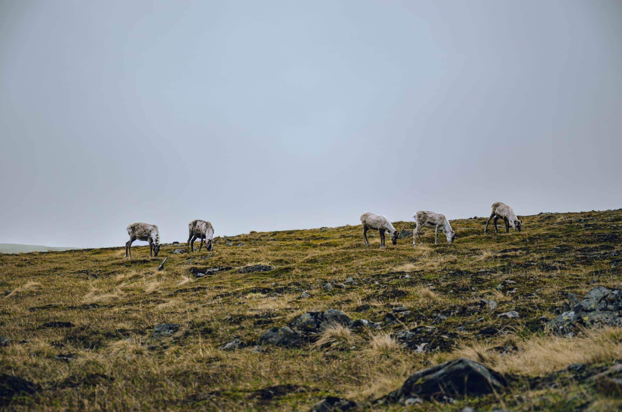 Reindeer grazing in a clearing