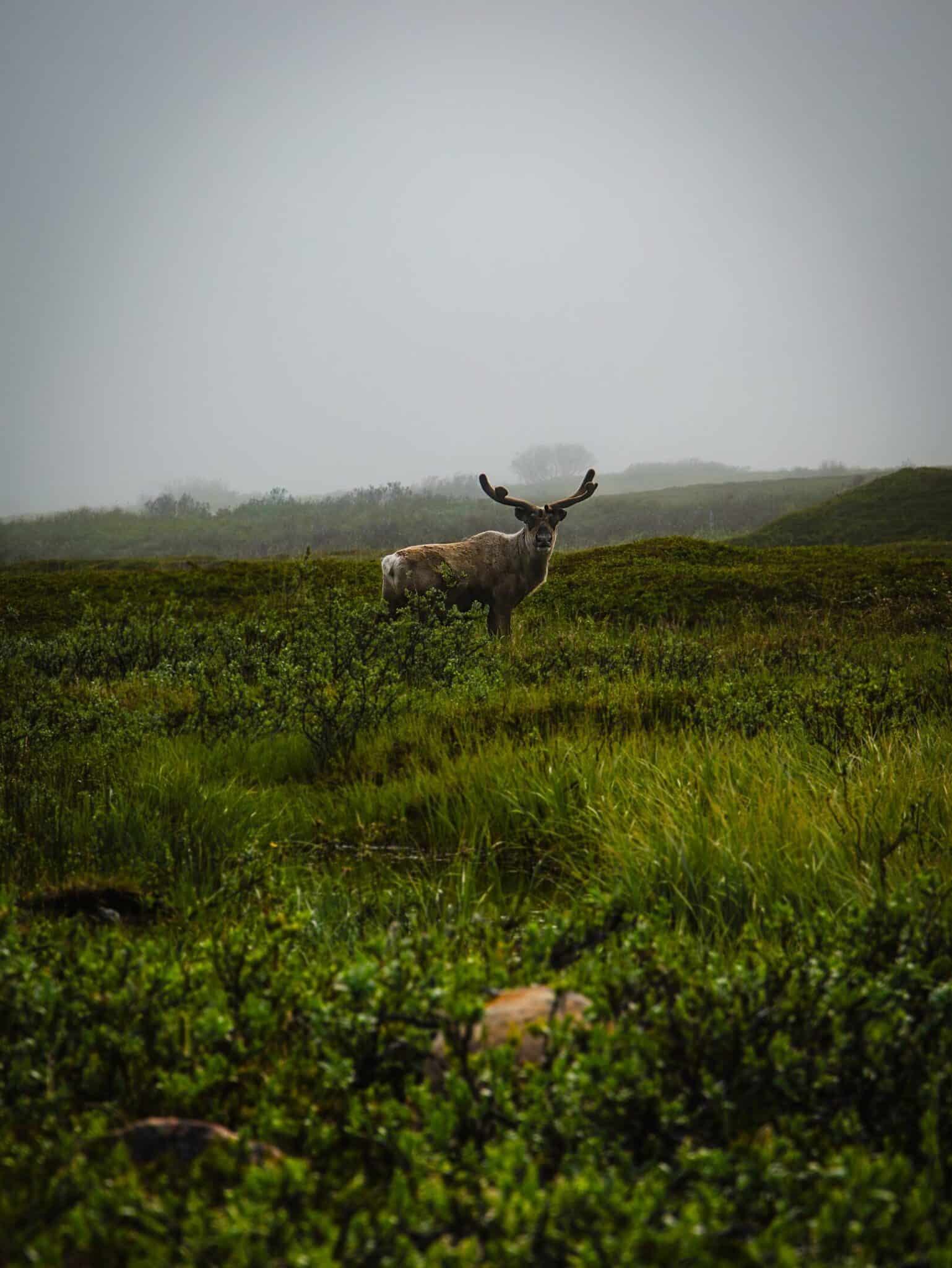 Reindeer in the meadow