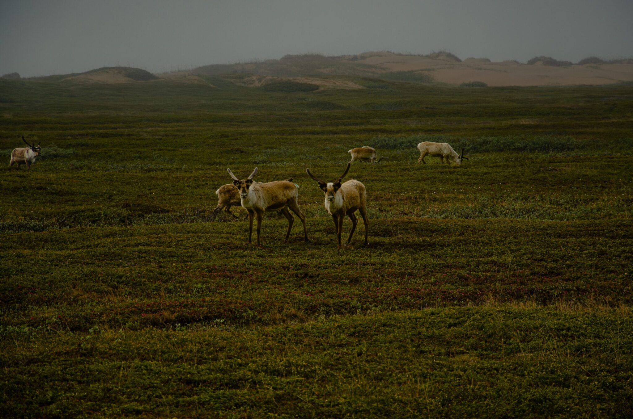Reindeers in the meadow