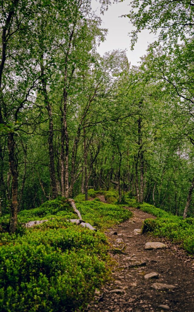 Rorest trail in Finland with green trees