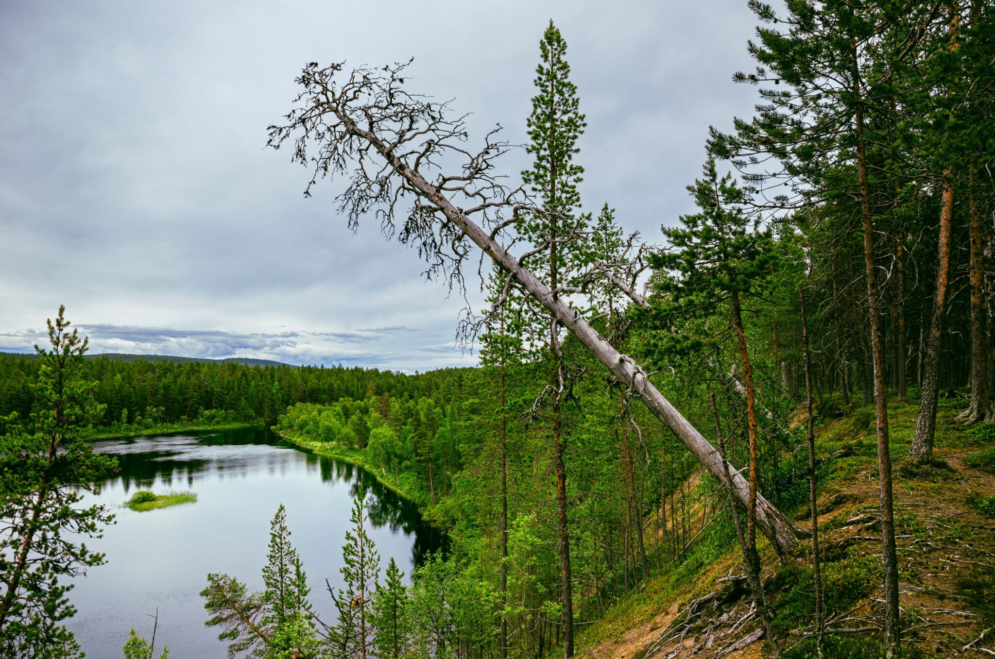 Green forest in Finland and leaning tree