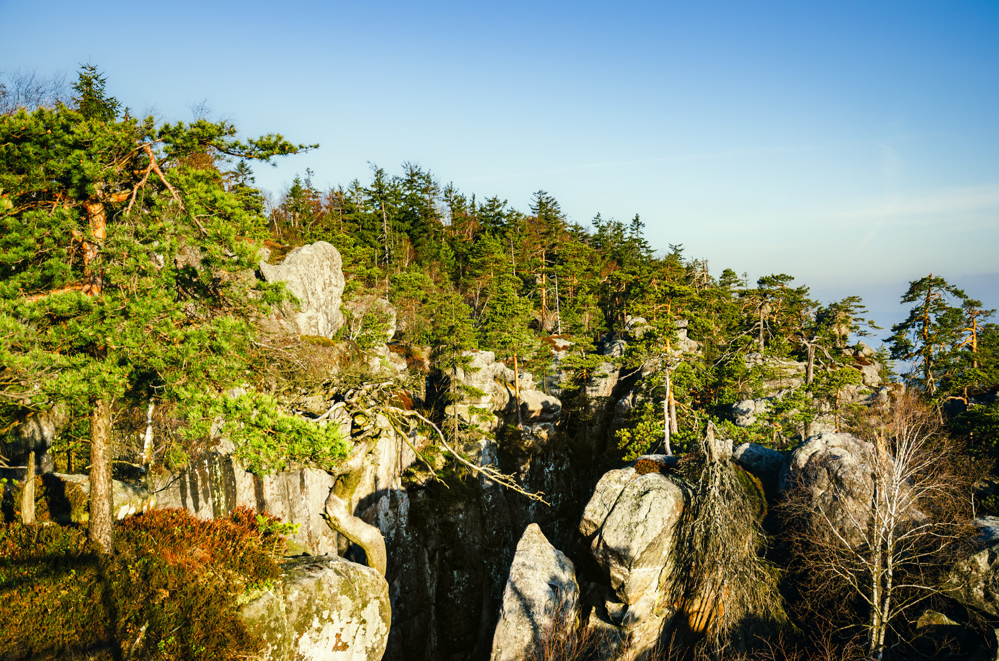 many trees and many big rocks