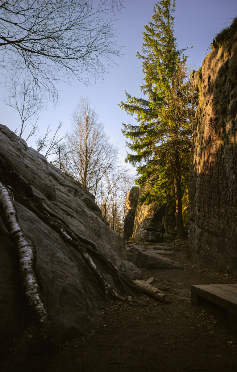 a path in the forest where there are big rocks and trees in yellow light
