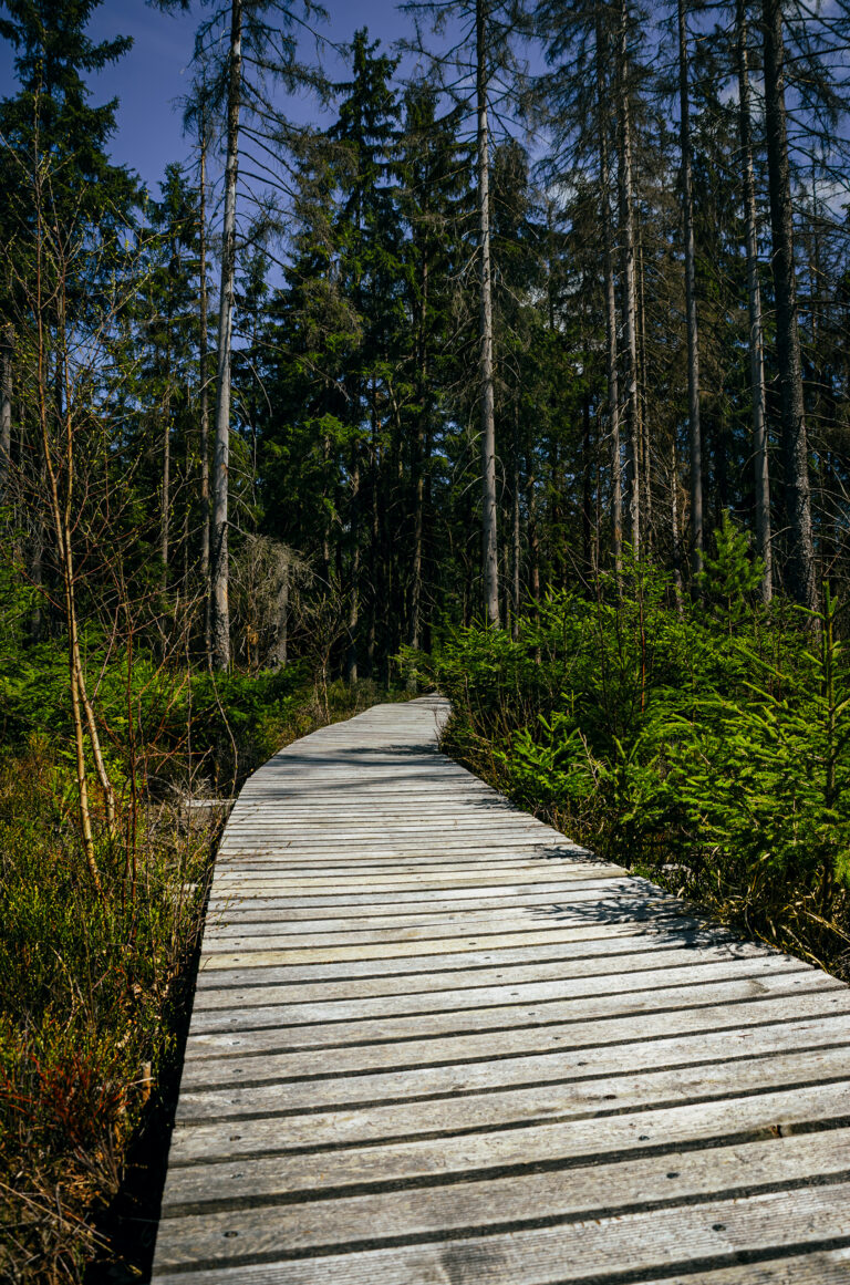 a nice path in the forest where there are many trees