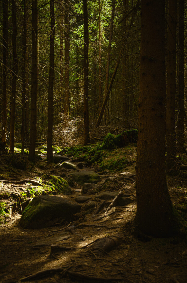 a nice path in the forest where there are many trees