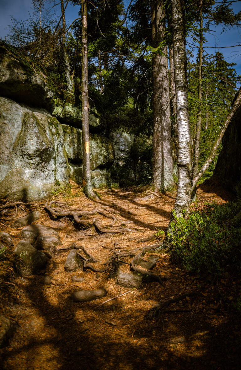 a nice path in the forest where are big rocks and trees